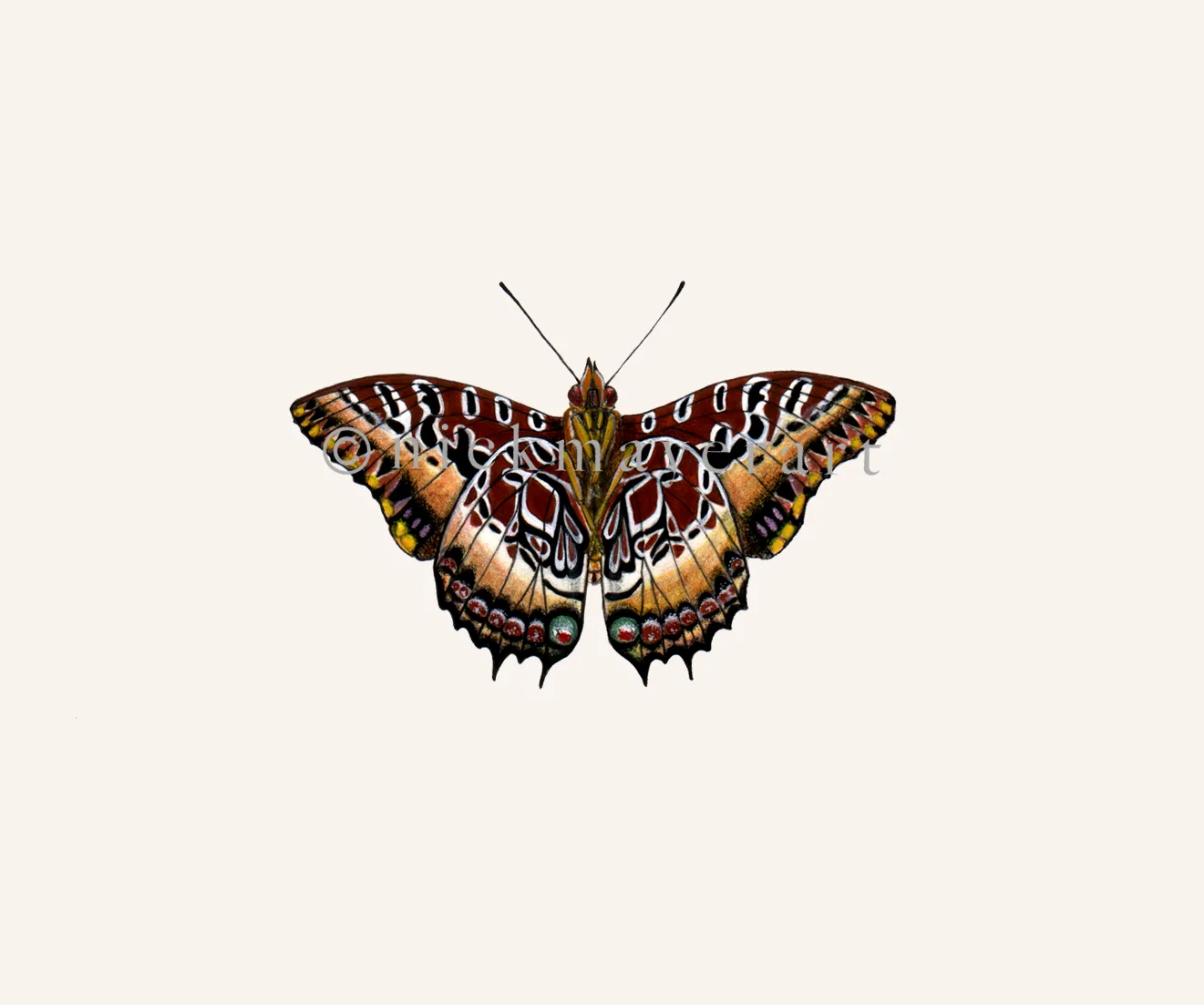 Black Bordered Charaxes Print