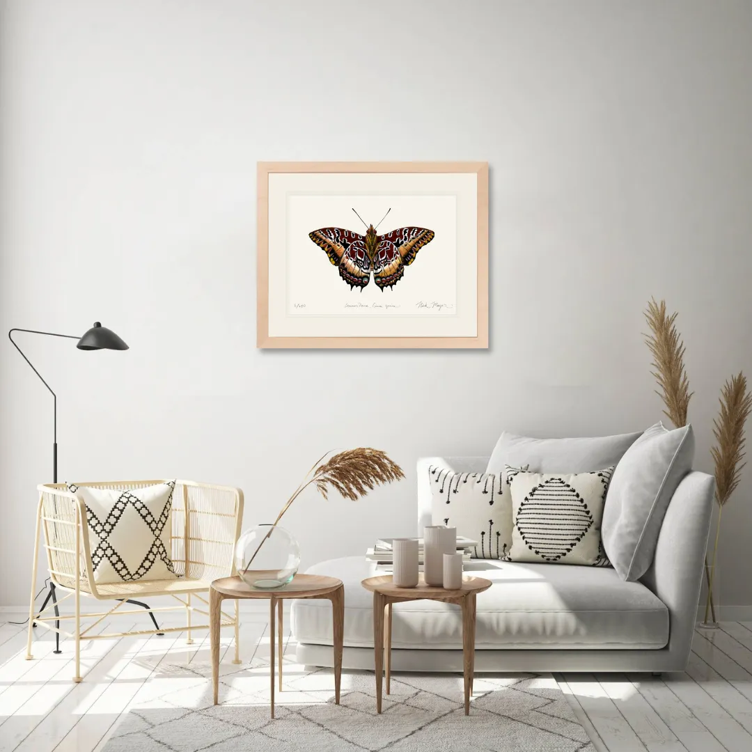 Black Bordered Charaxes Print