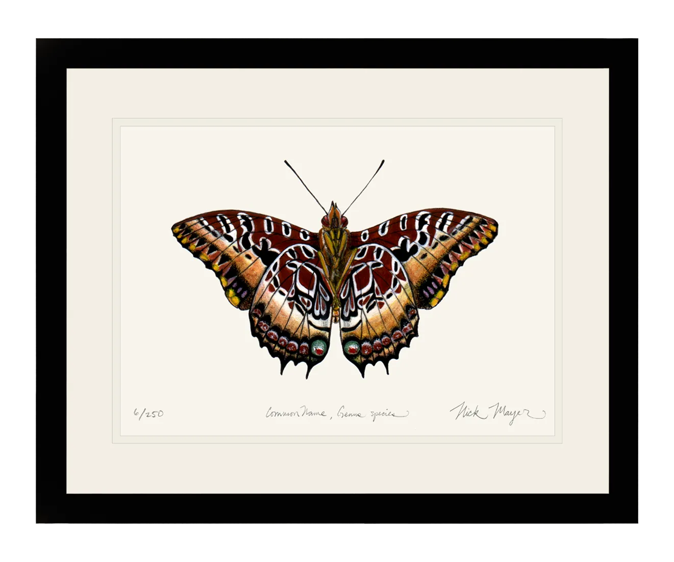 Black Bordered Charaxes Print