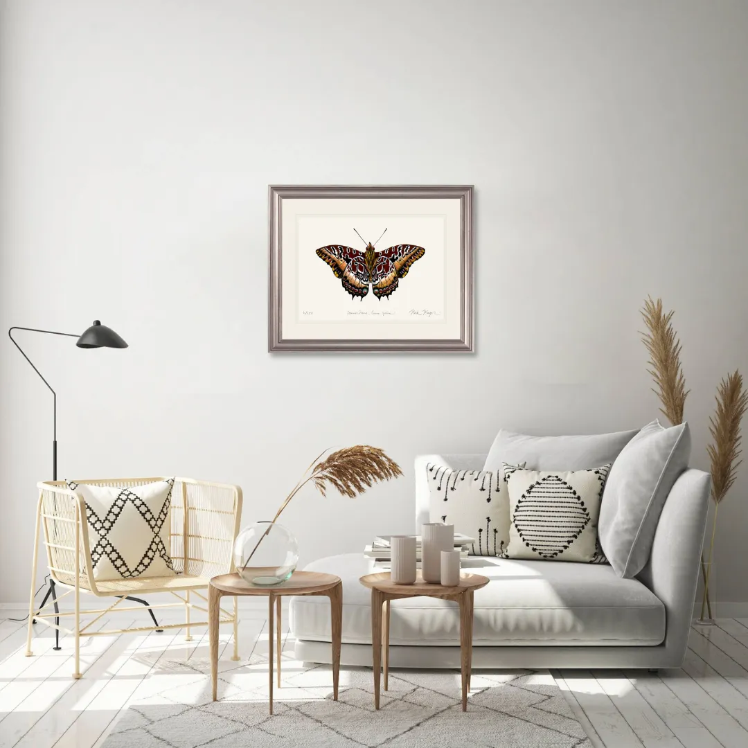 Black Bordered Charaxes Print