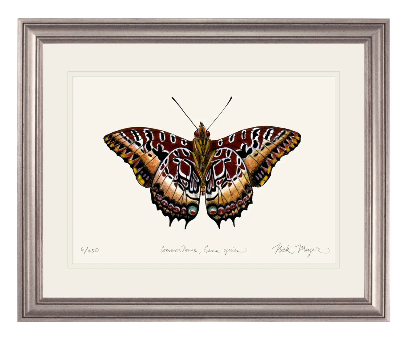 Black Bordered Charaxes Print