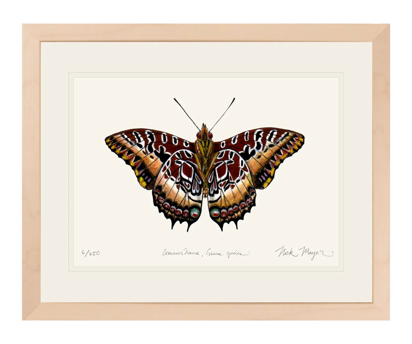 Black Bordered Charaxes Print