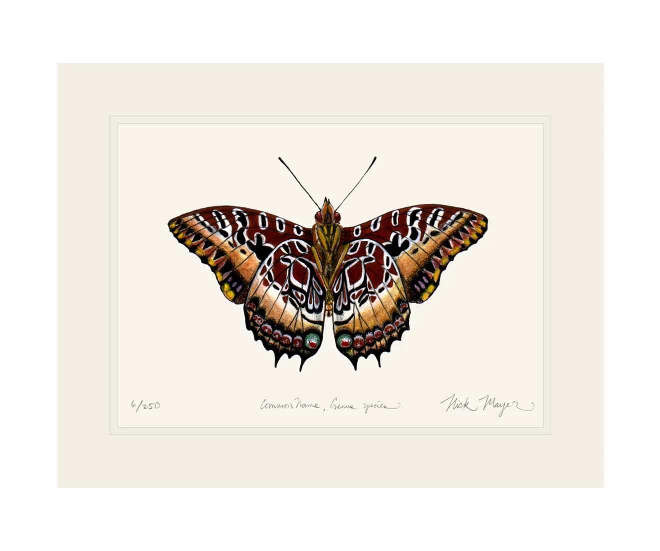 Black Bordered Charaxes Print