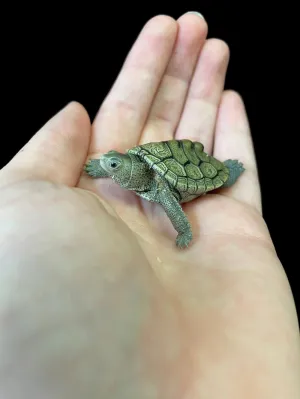 Ornate x Diamondback Terrapin Turtle