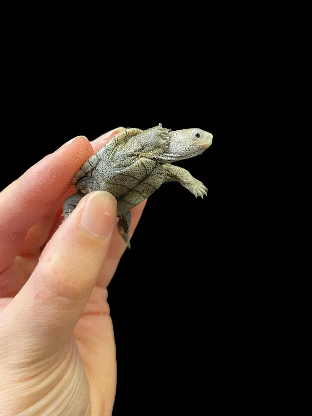 Ornate x Diamondback Terrapin Turtle