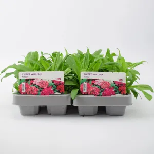 Sweet William Mixed 6 pack x 2 (12 Plants)